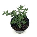 Ruscus aculeatus