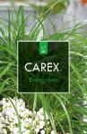 Carex oshim. 'Evergreen'