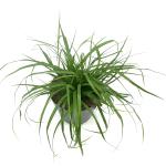 Carex oshim. 'Evergreen'
