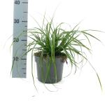 Carex oshim. 'Evergreen'