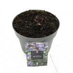Nepeta Neptune
