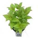 Nepeta Neptune