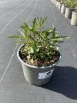 Verbena bon. 'Vanity'