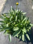 Coreopsis gr. 'Solena'