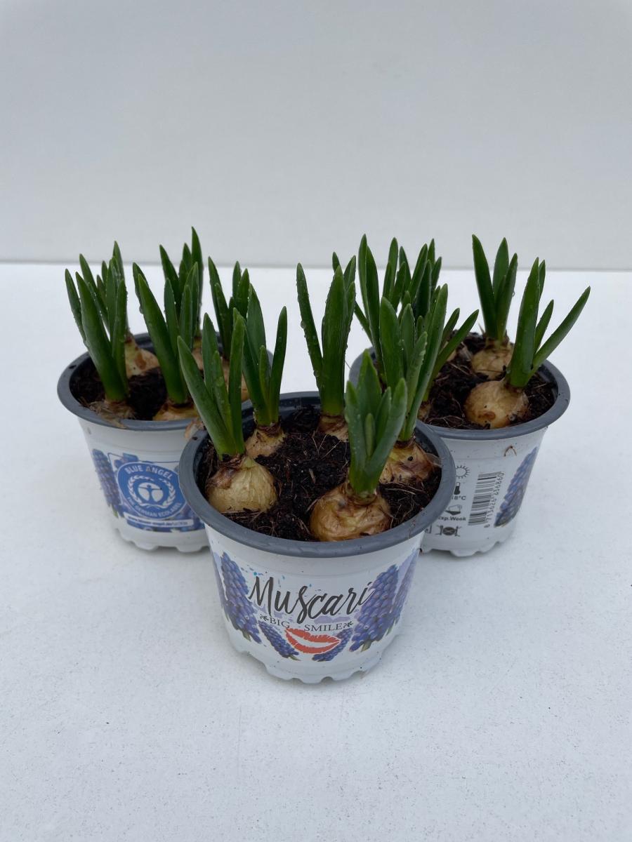 Muscari 'Big Smile'