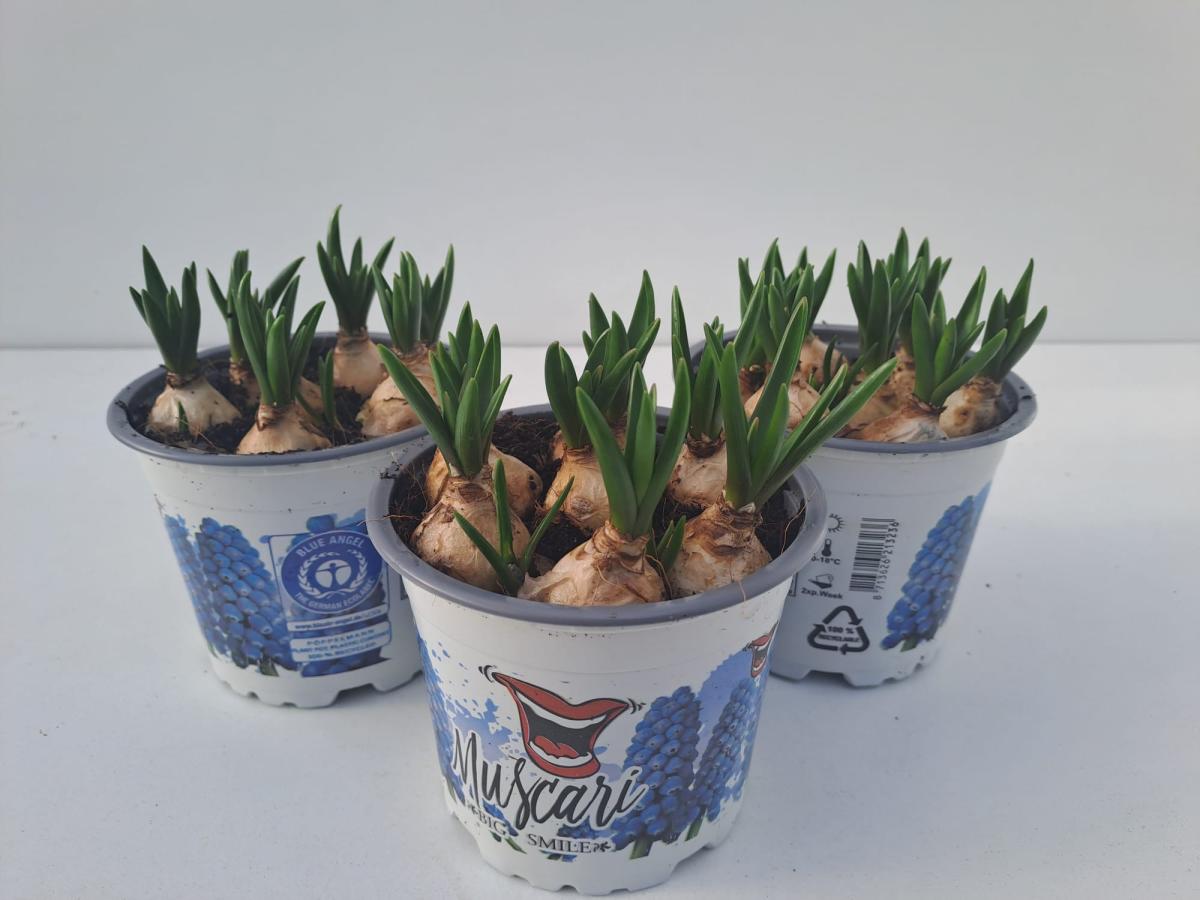 Muscari 'Big Smile'