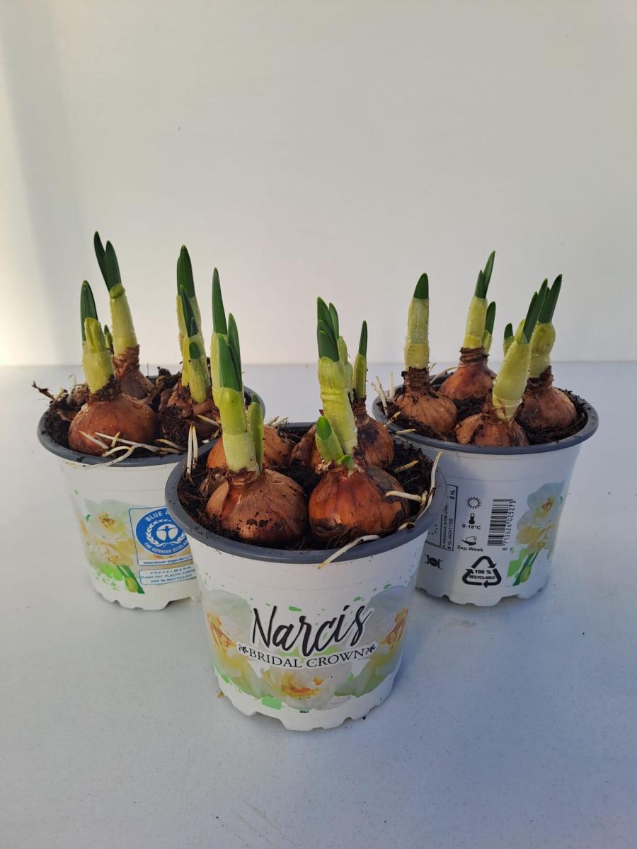 Narcissus (dou) 'Bridal Crown'
