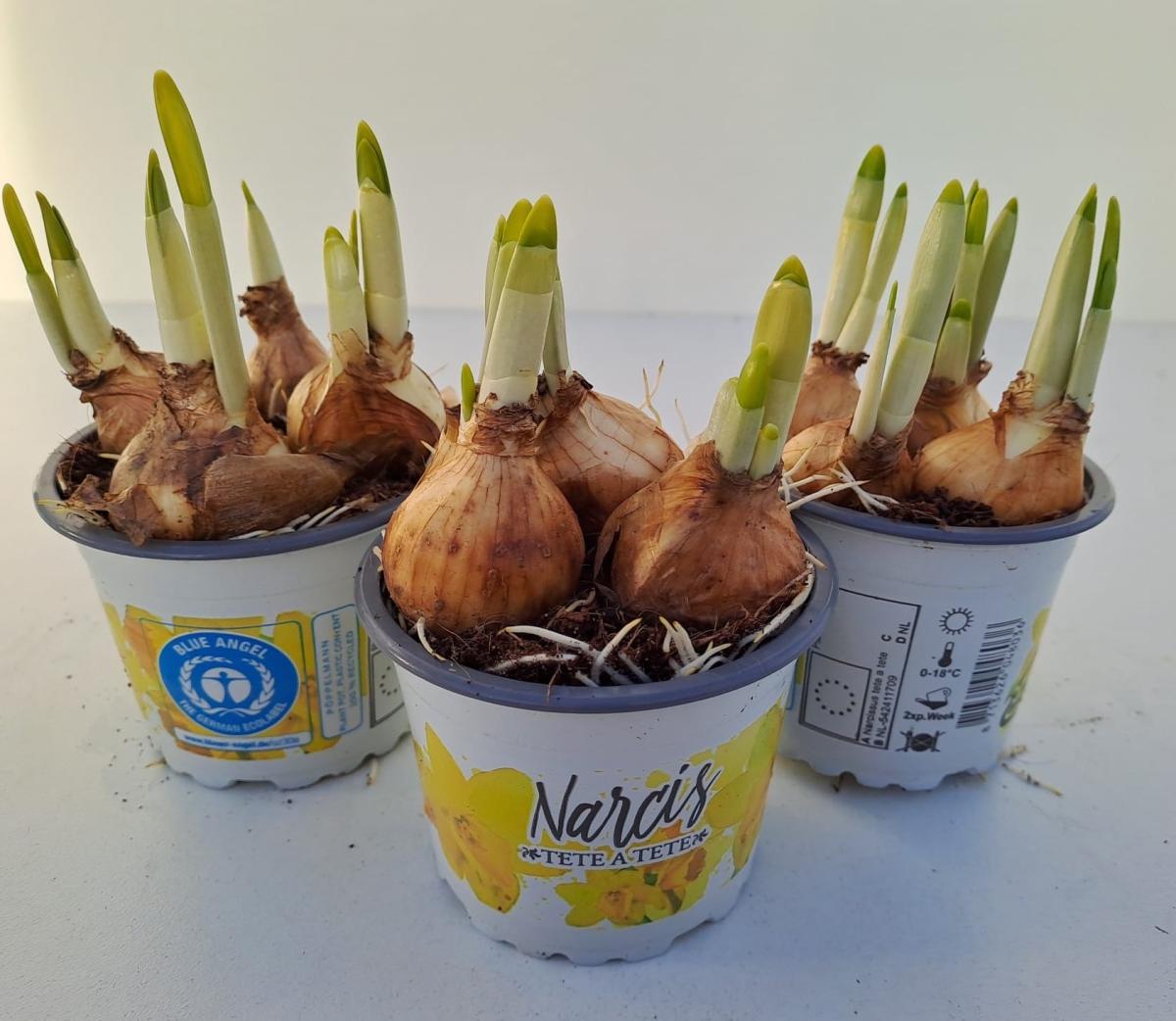 Narcissus (otr) 'Tête-à-Tête'