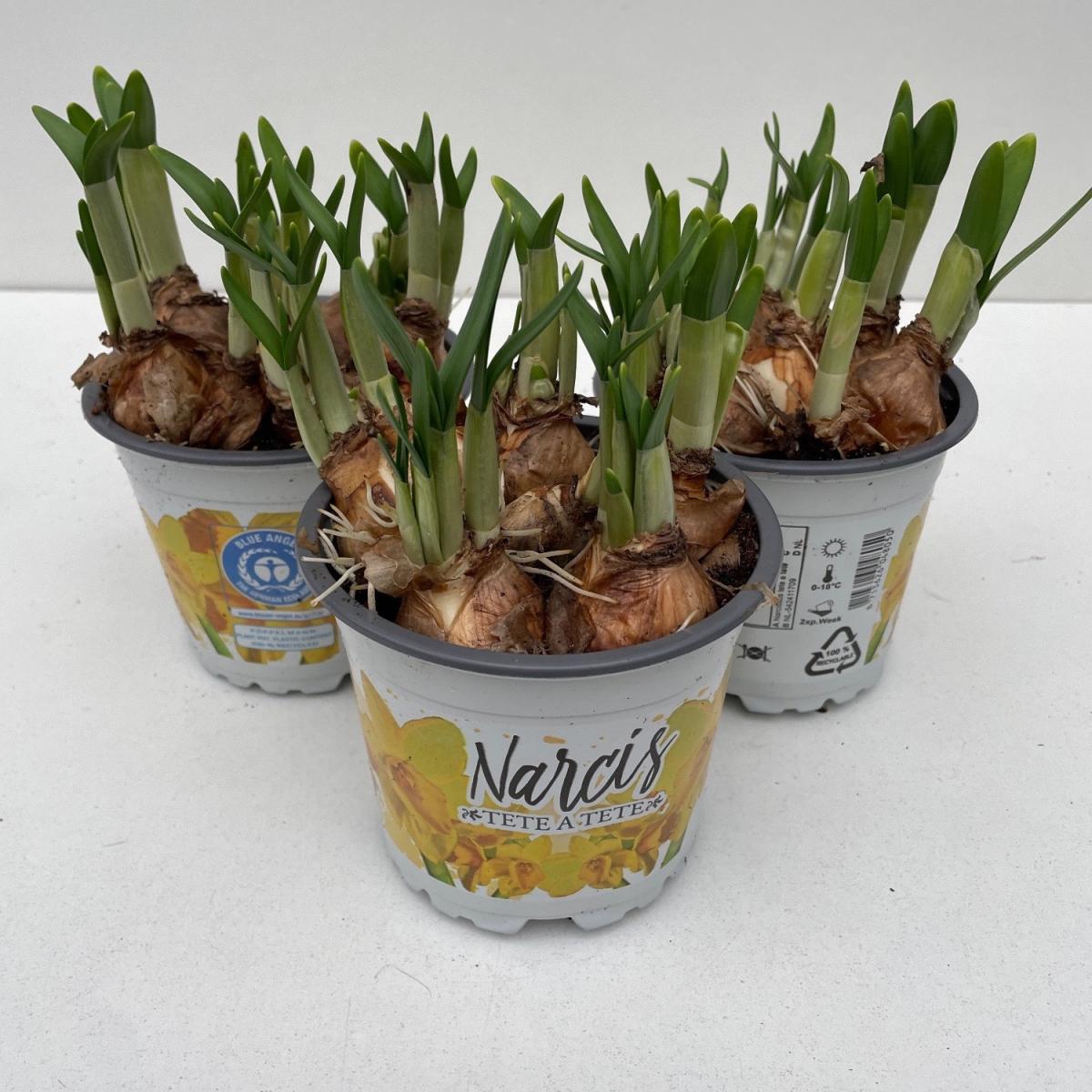 Narcissus (otr) 'Tête-à-Tête'