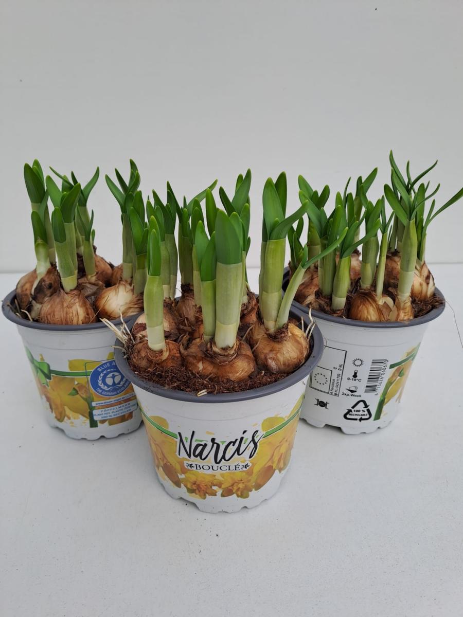 Narcissus (dou) 'Tête Bouclé'