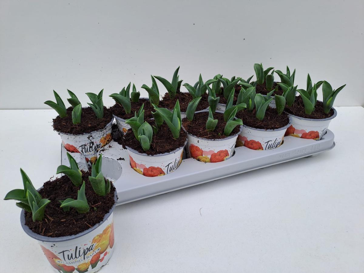 Tulipa (dea) 'Flaming Baby'