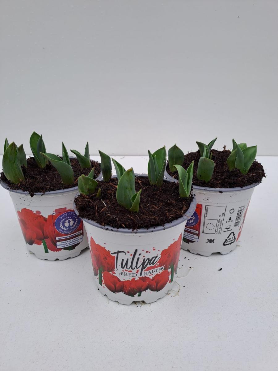 Tulipa (dea) 'Red Baby'