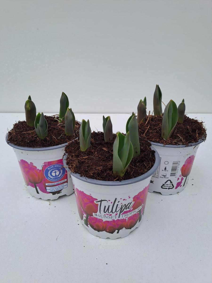 Tulipa (dla) 'Sunset Tropical'