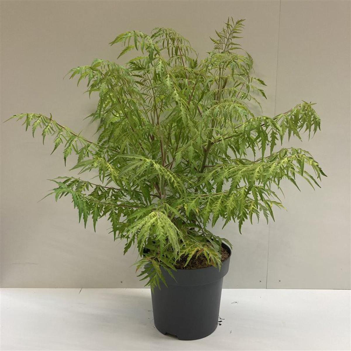 Rhus typhina Tiger Eyes
