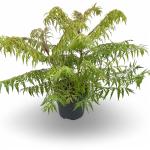 Rhus typhina Tiger Eyes