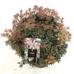 Pieris jap. 'Little Heath'