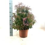 Pieris jap. 'Rosalinda'