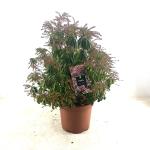 Pieris jap. 'Rosalinda'