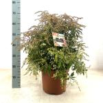 Pieris 'Forest Flame'