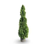 Thuja occ. 'Smaragd'