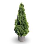 Thuja occ. 'Smaragd'