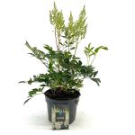 Astilbe (A) 'Weisse Gloria'