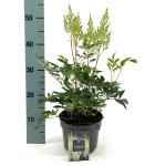Astilbe (A) 'Weisse Gloria'