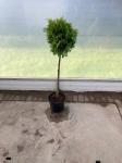 Thuja occ. 'Yellow Ribbon', bol