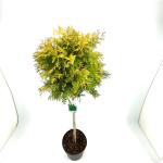 Thuja occ. 'Yellow Ribbon', bol
