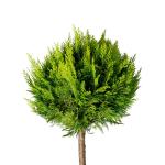 Chamaecyparis l. 'Stardust', bol