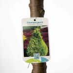 Chamaecyparis l. 'Stardust', bol