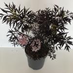 Sambucus nigra Black Lace