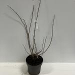 Sambucus nigra Black Lace