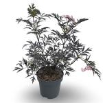 Sambucus nigra Black Lace