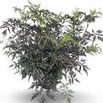 Sambucus nigra Black Lace