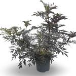 Sambucus nigra Black Lace