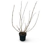 Sambucus nigra Black Lace