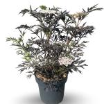 Sambucus nigra Black Lace