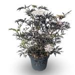 Sambucus nigra Black Lace