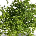 Styrax japonicus