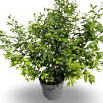 Styrax japonicus