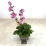 Silene dioica 'Rollies Favorite'