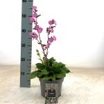 Silene dioica 'Rollies Favorite'