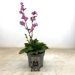 Silene dioica 'Rollies Favorite'