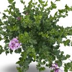 Syringa meyeri 'Palibin'