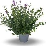 Syringa meyeri 'Palibin'