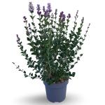 Syringa meyeri 'Palibin'