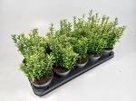 Euonymus jap. 'Microphyl. Aureovar'