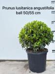 Prunus lusitanica 'Angustifolia', bol