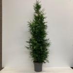Thuja pl. 'Excelsa'